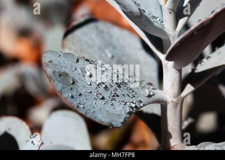 Tautropfen auf sukkulente Pflanze: Detailansicht Stockfoto