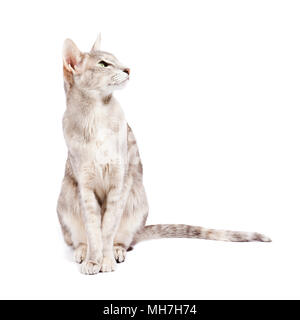 Grau tabby Orientalisch Kurzhaar Katze mit grünen Augen auf weißem Hintergrund, auf der Suche nach Links Stockfoto