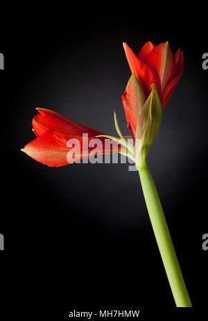 Amaryllis, Blume mit zwei Blüten blühen Stockfoto