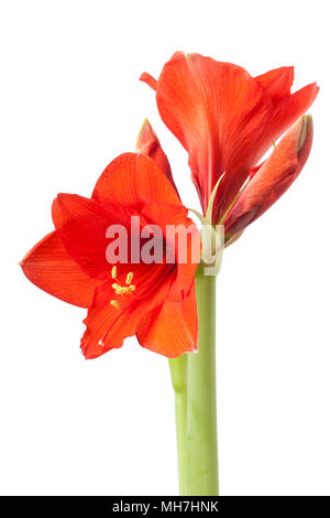 Amaryllis, Blume auf weißem Hintergrund Stockfoto