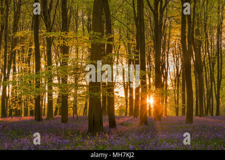 In einem Hampshire Wald voll von Buche und gebürtige Engländer Bluebells wie Sunrise platzt durch die Baumkronen in der Dämmerung Dämmerung. Stockfoto