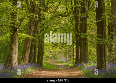 Ein Hampshire Avenue durch Buche gesäumt von Bäumen mit Muttersprache Englisch Bluebells (Hyacinthoides non-scripta) an einem sonnigen Morgen im Mai. Stockfoto