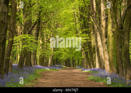 Ein Hampshire Avenue durch Buche gesäumt von Bäumen mit Muttersprache Englisch Bluebells (Hyacinthoides non-scripta) an einem sonnigen Morgen im Mai. Stockfoto