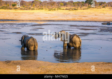 Elefanten genießen das Wasser in Hwange National Park, Zimbabwe. September 9, 2016. Stockfoto