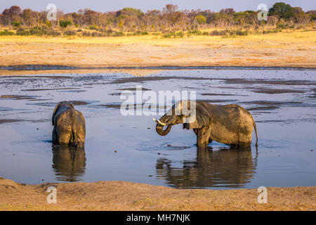 Elefanten genießen das Wasser in Hwange National Park, Zimbabwe. September 9, 2016. Stockfoto