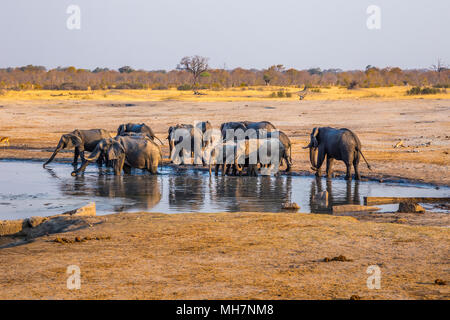 Elefanten zu erfassen, indem Sie eine der verbleibenden wasserstellen während einer Dürre in Hwange National Park, Zimbabwe. Am 9. September. 2016. Stockfoto