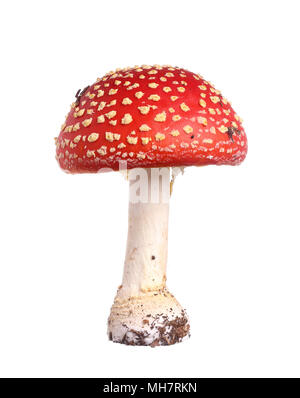 Fly agaric (Amanita muscaria) auf weißem Hintergrund. Stockfoto