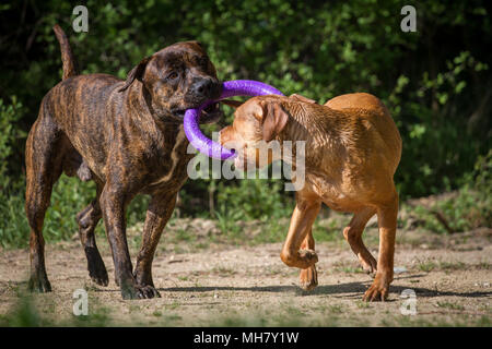 Die Pit Bulldogs spielen mit einem Spielzeug Stockfoto