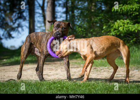 Die Pit Bulldogs spielen mit einem Spielzeug Stockfoto