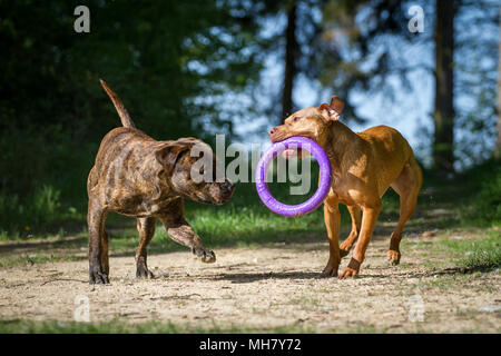 Die Pit Bulldogs spielen mit einem Spielzeug Stockfoto