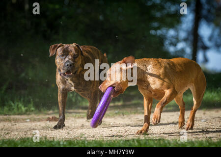 Die Pit Bulldogs spielen mit einem Spielzeug Stockfoto