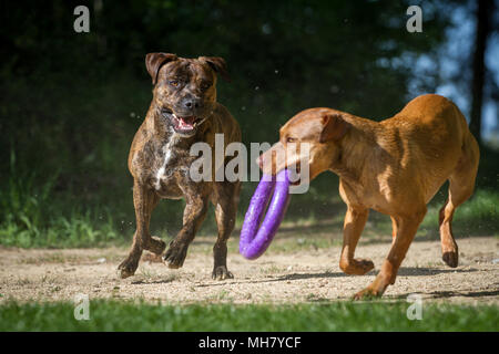 Die Pit Bulldogs spielen mit einem Spielzeug Stockfoto