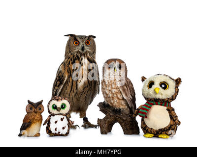 Zeile/Sammlung von Eulen, ausgestopfte Tiere, Keramik und turkmenischen Uhu/Bubo bubo turcomanus auf weißem Hintergrund sitzen Stockfoto