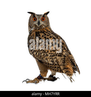 Turkmenischen Uhu/Bubo bubo turcomanus sitzen auf weißem Hintergrund schaut über die Schulter in Lens isoliert Stockfoto