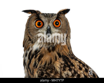 Kopf geschossen der turkmenischen Uhu/Bubo bubo turcomanus s auf weißem Hintergrund suchen in Lens isoliert Stockfoto