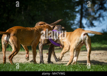 Die Pit Bulldogs spielen mit einem Spielzeug Stockfoto