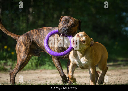 Die Pit Bulldogs spielen mit einem Spielzeug Stockfoto