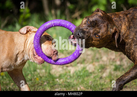 Die Pit Bulldogs spielen mit einem Spielzeug Stockfoto