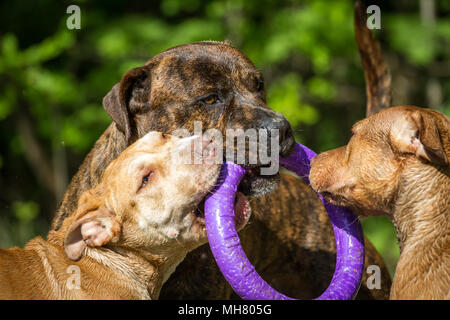 Die Pit Bulldogs spielen mit einem Spielzeug Stockfoto