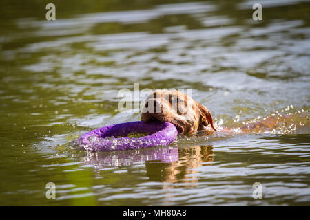 Die Pit Bulldog Schwimmen im See Stockfoto