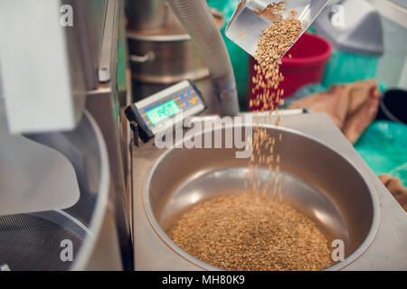 Bild der Schaufel mit frischen Kaffeebohnen, Industriewaagen. Stockfoto