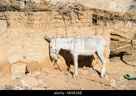 Esel in Al Qasr, altes Dorf in Dakhla Wüste, Ägypten Stockfoto