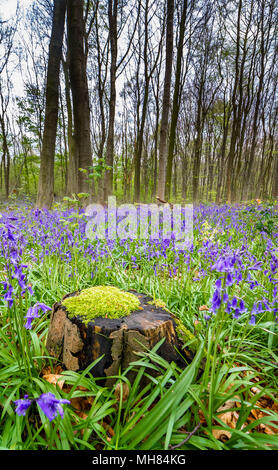 Glockenblumen in einem englischen Waldgebiet Stockfoto