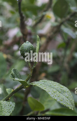 Unreife Früchte auf einem Lemon Tree Branch, mit Wassertropfen nach einem Gewitter. Stockfoto