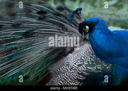 Eine Nahaufnahme eines Pfau (Pavo cristatus) ruffling seine Federn Stockfoto