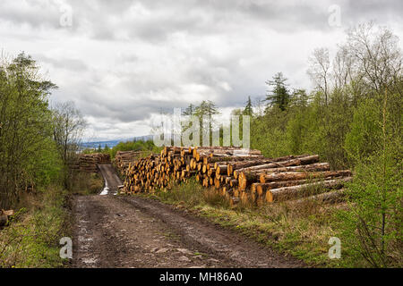 Holzernte im schottischen Hochland - Holzstapel zu beiden Seiten der Straße in den Wald Stockfoto