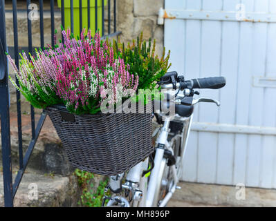 Calluna Blumen in einem Fahrrad Korb Stockfoto