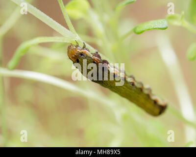 Nahaufnahme von grüne Raupe oder Wurm, der Schmetterling mit roten Mund klettern, Essen und Leben auf Grün Thymian und Baum mit Konzepten von Natur, Tieren und Insekten Stockfoto