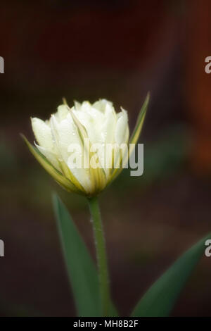 Wunderschöne Aussicht auf White Tulip. Close-up. Stockfoto