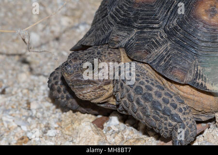 Eine wüste Schildkröte in der Sonora Wüste in der Nähe von Tucson, Arizona, USA. Stockfoto