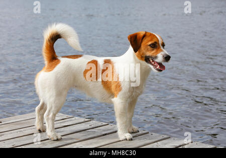 Hund der Rasse Jack Russell Terrier stehend im Profil auf der Brücke mit Wasser im Hintergrund. Stockfoto