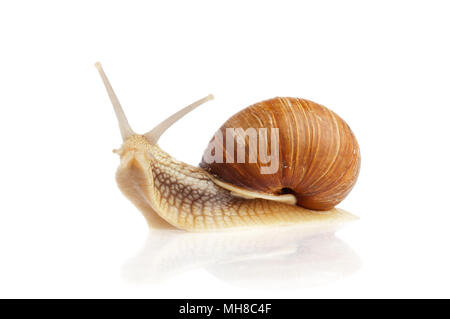 Weinbergschnecken (Helix pomatia) auf weißem Hintergrund. Stockfoto