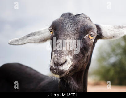 Portrait von niedlichen schwarzen Ziege mit langen Ohren Stockfoto