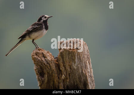 Thront Pied Wagtail UK auf einem Holzstumpf Stockfoto