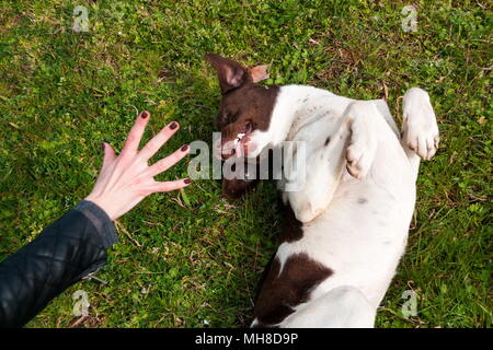 Obdachlosen Hund Spaß im Gras Stockfoto