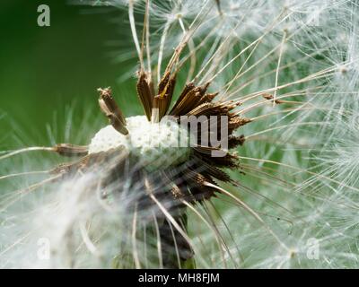 Verblasste Löwenzahn, Flusen, Gras Stockfoto