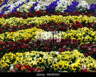 Ein Blumenarrangement aus einer Mischung von Blumen in den Zeilen in einem botanischen Garten gepflanzt Stockfoto