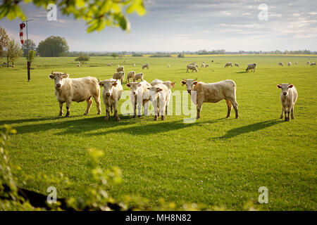 Gruppe der Kühe auf der grünen Wiese durch den Sonnenaufgang. Stockfoto