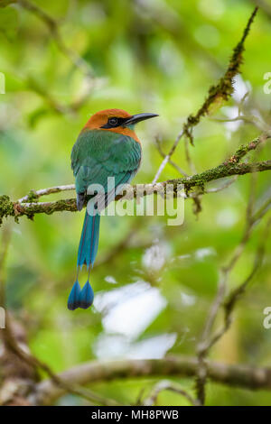 Breite-billed Motmot Freie-elektronen-platyrhynchum, schöne bunte motmot aus Mittelamerika, Wälder, Costa Rica. Stockfoto
