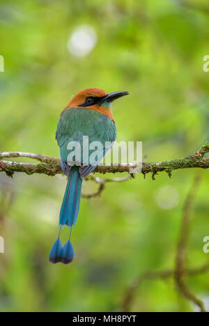 Breite-billed Motmot Freie-elektronen-platyrhynchum, schöne bunte motmot aus Mittelamerika, Wälder, Costa Rica. Stockfoto