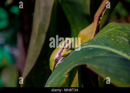 Kleine grüne Frosch sonnen sich auf einem großen Blatt Stockfoto