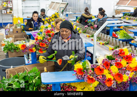 Doral, Florida - Arbeitnehmer Prozess Schnittblumen aus Südamerika in die USA Blumenstrauß Lagerhaus in der Nähe des Miami Flughafen. Arbeiten bei 40 Grad F, Frauen pa Stockfoto