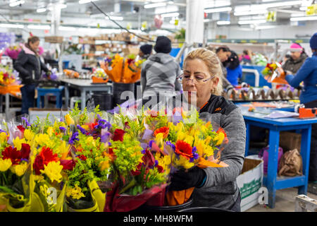 Doral, Florida - Arbeitnehmer Prozess Schnittblumen aus Südamerika in die USA Blumenstrauß Lagerhaus in der Nähe des Miami Flughafen. Arbeiten bei 40 Grad F, Frauen pa Stockfoto