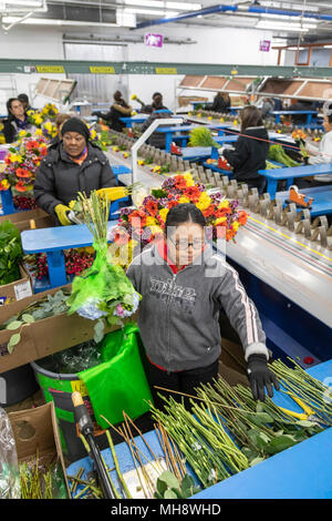 Doral, Florida - Arbeitnehmer Prozess Schnittblumen aus Südamerika in die USA Blumenstrauß Lagerhaus in der Nähe des Miami Flughafen. Arbeiten bei 40 Grad F, Frauen pa Stockfoto