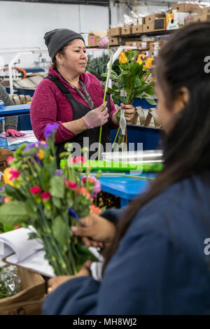 Doral, Florida - Arbeitnehmer Prozess Schnittblumen aus Südamerika in die USA Blumenstrauß Lagerhaus in der Nähe des Miami Flughafen. Arbeiten bei 40 Grad F, Frauen pa Stockfoto