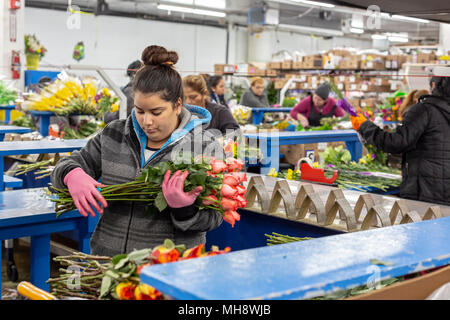 Doral, Florida - Arbeitnehmer Prozess Schnittblumen aus Südamerika in die USA Blumenstrauß Lagerhaus in der Nähe des Miami Flughafen. Arbeiten bei 40 Grad F, Frauen pa Stockfoto